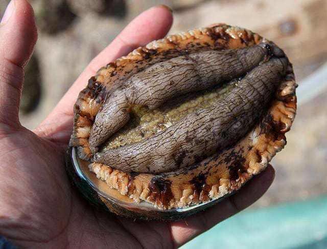 女人的私处生理科普--女人下部隐私(无遮挡)