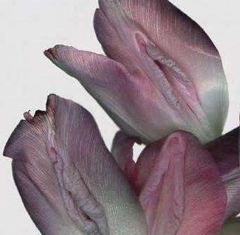 女人的私处生理科普--女人下部隐私(无遮挡)