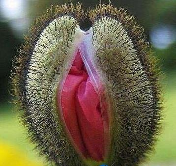 女人的私处生理科普--女人下部隐私(无遮挡)