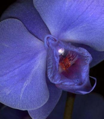 女人的私处生理科普--女人下部隐私(无遮挡)