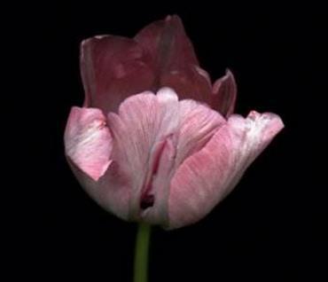 女人的私处生理科普--女人下部隐私(无遮挡)