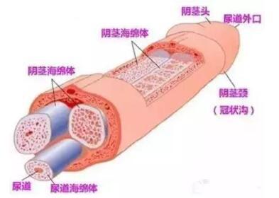拥抱时感受他有反应了，男生为啥抱抱就有反应
