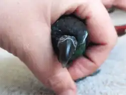 男生下面是粗点好还是细长好