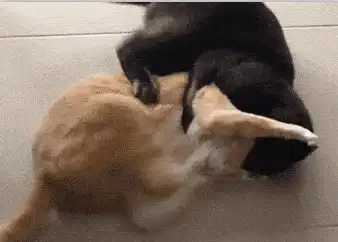 女性gc的表现,真正gc是什么感觉