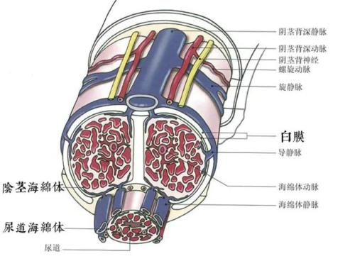 丁丁疲软无力，硬度不够怎么办