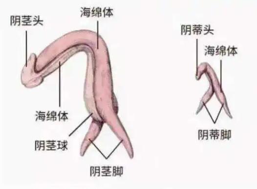 怎么玩C点？快速获得C点糕潮的7大指法
