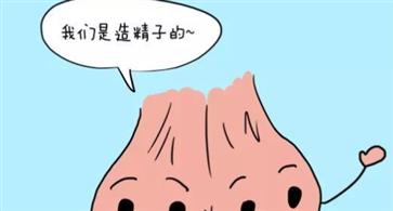 男人的蛋蛋你真的了解吗？男人睾丸的真实作用