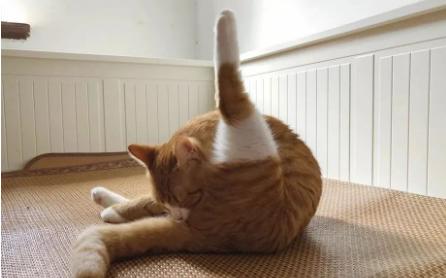 为什么有人喜欢闻自己/对象的臭袜子,这正常吗?