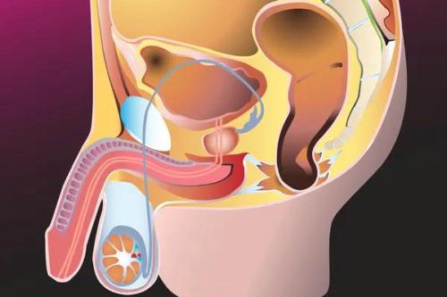 多久晨勃一次算正常?次数越多,性能力越强?