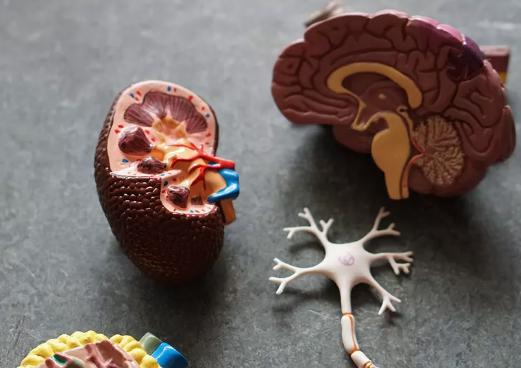 肾虚的人,虚的究竟是什么