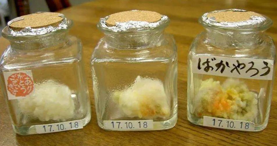 好玩又让人难以置信的“米饭试验”