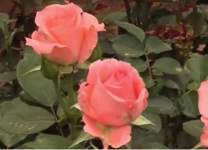 粉玫瑰适合送什么人 不能随便送有讲究