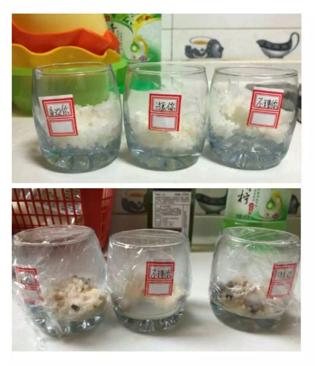 《水知道答案》意念的力量,花疗师的米饭实验