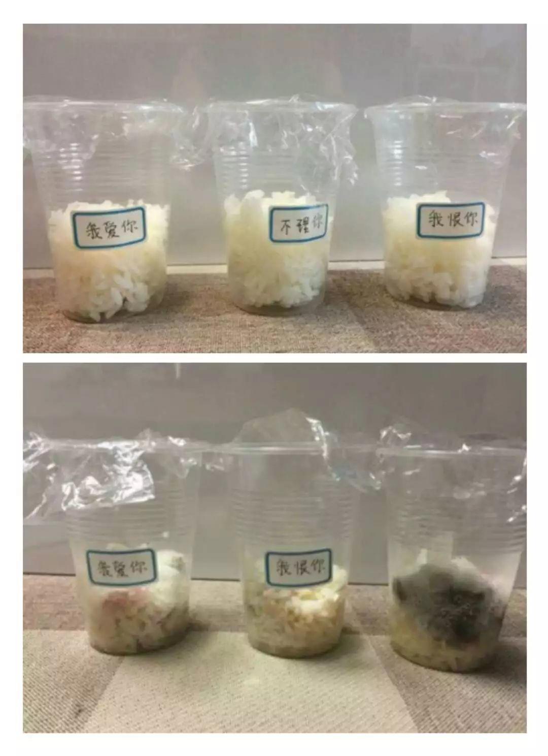 《水知道答案》意念的力量,花疗师的米饭实验