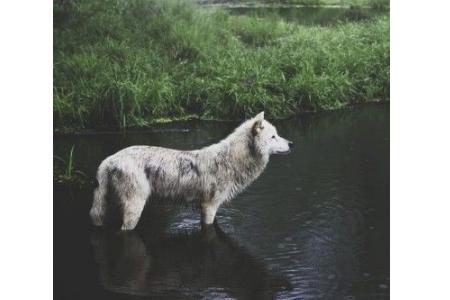 从生日看你是什么性格的动物