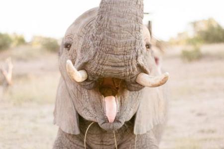 从生日看你是什么性格的动物