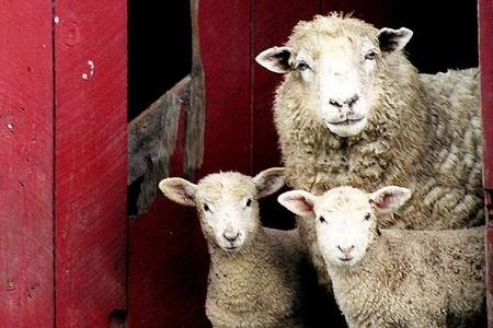 从生日看你是什么性格的动物