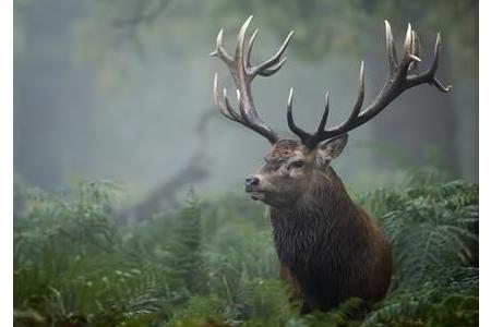 从生日看你是什么性格的动物